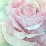 Rose in Watercolor by Sue Logan