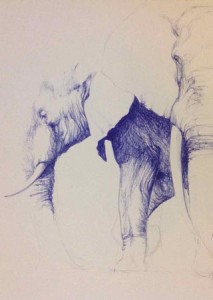 Elephant Drawing by Hettie Rowley