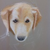 Dog Portrait in Pastels by Inga Bronnum