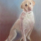Dog Portrait in pastels by Sjoujke Tarbox