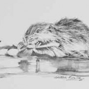 Beaver Illustration - pencil drawing