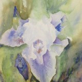Iris by Hillary in Watercolor