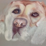 Dog in Pastels by Jill Freeman