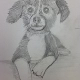 Dog portrait in pencil by Susan Cancel 
