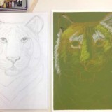 Tiger sketch in pencil and pastels by Anh Trieu